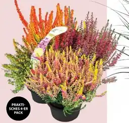 Dehner Garden Girls Knospenheide Ewigheid Angebot