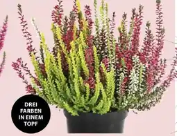 Dehner Garden Girls Knospenheide Trio Angebot
