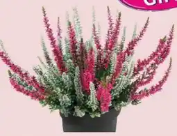 Dehner Garden Girls Knospenheide Fluffy Kiss Angebot
