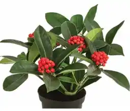 Dehner Dehner Fruchtskimmie Temptation Angebot