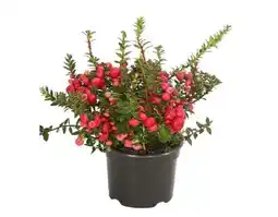 Dehner Dehner Torfmyrte Angebot
