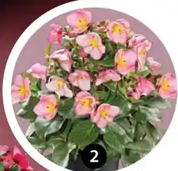 Dehner Dehner Schneerose Ice 'N' Roses Early Rose Angebot