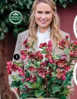Dehner Dehner Schneerose Ice n‘Roses Red Angebot
