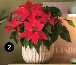 Dehner Dehner Weihnachtsstern Princettia Angebot