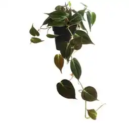 Dehner Dehner Philodendron Micans Angebot