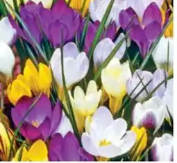 Dehner Dehner Blumenzwiebel Wildkrokus Angebot