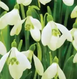 Dehner Dehner Blumenzwiebel Schneeglöckchen Angebot