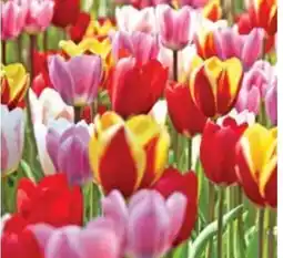 Dehner Dehner Blumenzwiebel Triumph-Tulpe Angebot