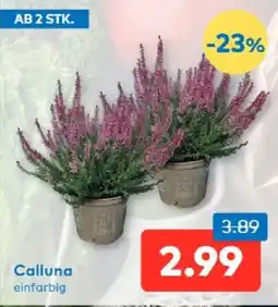 T&G Calluna einfarbig Angebot