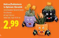 Lidl Kaktus/Sukkulente in Spinnen-Keramik Angebot