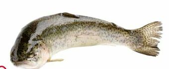 Transgourmet Forelle Angebot