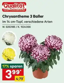 Lagerhaus Chrysantheme 3 Baller Angebot