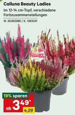 Lagerhaus Calluna Beauty Ladies Angebot