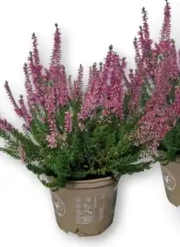 MPreis Calluna Beauty Ladies Angebot