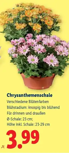 Lidl Chrysanthemenschale Angebot