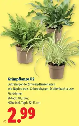 Lidl Grünpflanze O2 Angebot