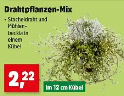 Thomas Philipps Drahtpflanzen-Mix Angebot