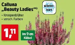Thomas Philipps Calluna „Beauty Ladies“ Angebot