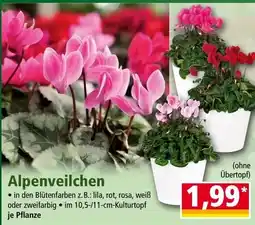 Norma Alpenveilchen Angebot