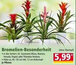 Norma Bromelien-Besonderheit Angebot