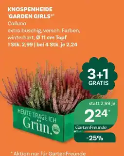 Bellaflora Knospenheide 'Garden Girls' Angebot