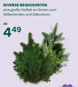 Bellaflora Diverse Reisigsorten Angebot