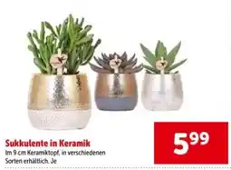 Interspar Sukkulente in Keramik Angebot