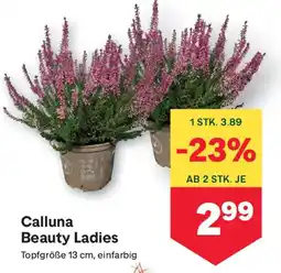 MPreis Calluna Beauty Ladies Angebot
