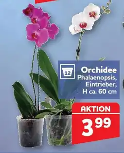 Center Shop Orchidee Angebot