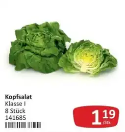Kastner Kopfsalat Angebot