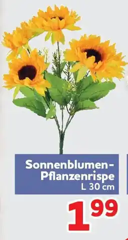 Center Shop Sonnenblumen- Pflanzenrispe Angebot