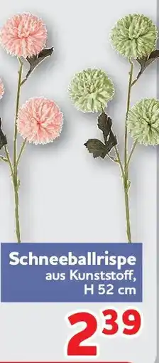 Center Shop Schneeballrispe Angebot