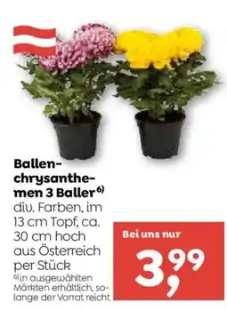 ADEG Ballen-chrysanthemen 3 Baller Angebot