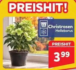 Center Shop Christrosen Angebot
