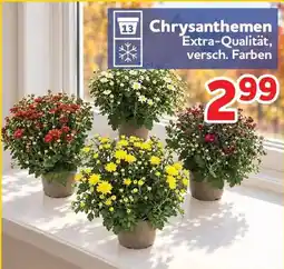 Center Shop Chrysanthemen Angebot