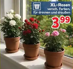 Center Shop XL-Rosen Angebot