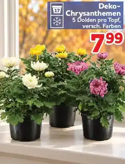 Center Shop Deko Chrysanthemen Angebot