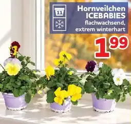 Center Shop Hornveilchen ICEBABIES Angebot