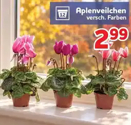 Center Shop Aplenveilchen Angebot