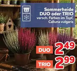 Center Shop Sommerheide DUO oder TRIO Angebot