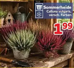 Center Shop Sommerheide Angebot