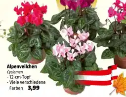 Bauhaus Alpenveilchen Angebot