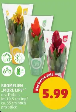 PENNY Bromelien "More Lips" Angebot