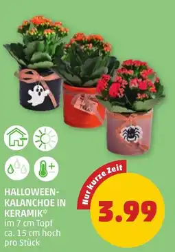 PENNY Halloween-Kalanchoe in Keramik Angebot