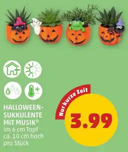 PENNY Halloween-Sukkulenten mit Musik Angebot