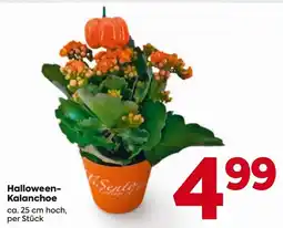 Billa Halloween-Kalanchoe Angebot