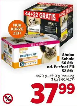 Billa Sheba Schale Angebot