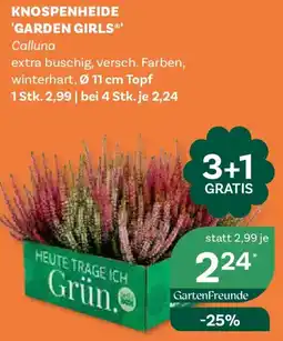 Bellaflora Knospenheide 'Garden Girls' Calluna Angebot