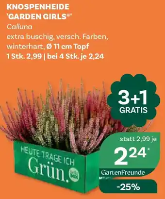 Knospenheide 'Garden Girls' Calluna