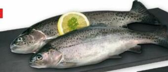 PENNY Forelle Angebot